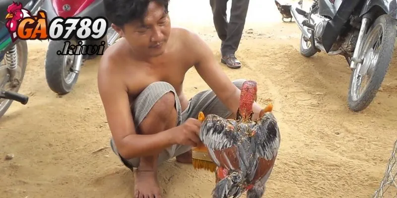 Cách thực hiện om bóp gà chọi đúng cách