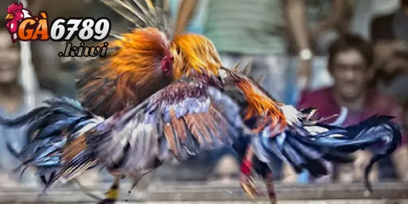 Hệ thống tham gia chơi dễ dàng & đơn giản